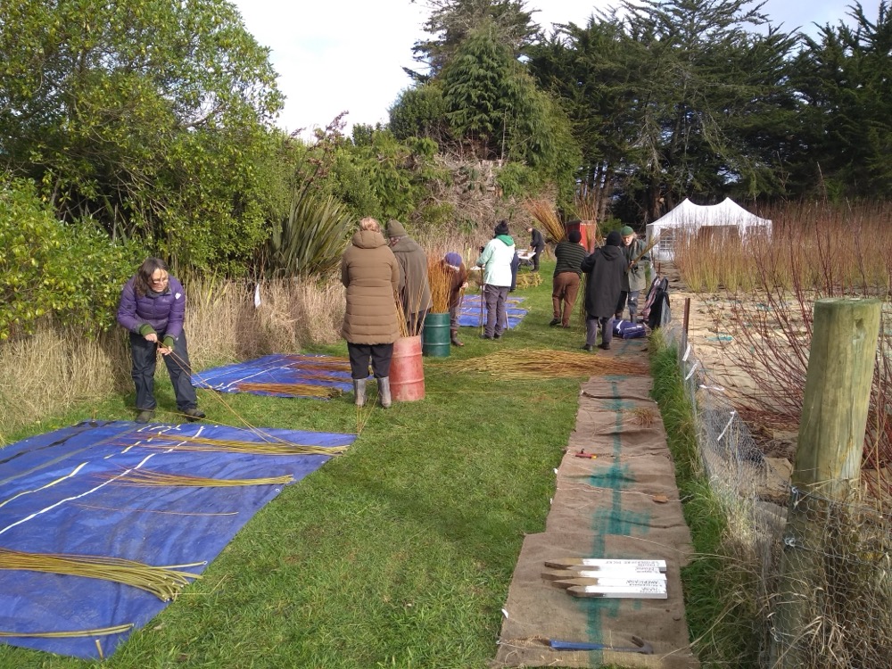 All action sorting and bundling Green Dicks as it’s being cut. The marquee added a festive air to harvest this year.